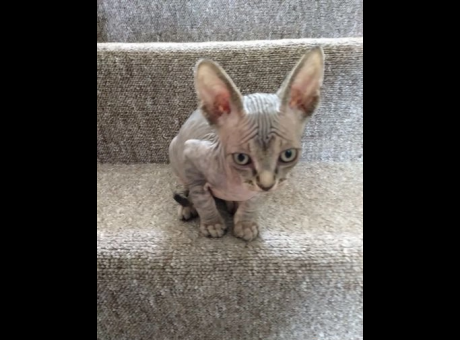 sphynx-cats-for-sale-hairless-elf-sphynx-kittens-tica-reg-brighton-image-4.png