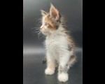 POUSSY Maine Coon wcf pedigre
