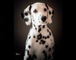 Dalmatinski pas, štenad iz odgajivačnice  
