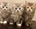 Sibirski mačići spremni za nove domove