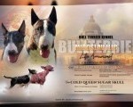 Standard Bull Terrier  stenci na prodaju  