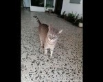 Mačak traži dom