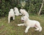 Na prodaju štenci Srednje Azijskog Ovčara - Azijat 