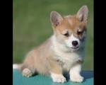 Velski korgi/Welsh Corgi Pembroke