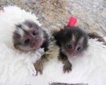 marmoset majmuni dostupni