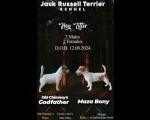 JACK RUSSELL TERIER Tarik i Troja 