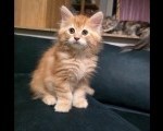 Maine Coon mačići, prelepi i umiljati 