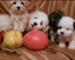 Prelepi MALTIPOO štenci 