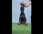 Doberman prelepi stenci