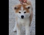 Akita Inu - štenci