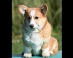 Velski korgi/Welsh Corgi Pembroke