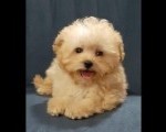 MALTIPOO  oba pola 