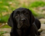 Labrador Retriver štenci 