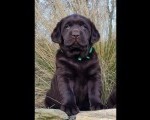 Labrador retriver čokoladni štenci