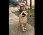 Shiba inu štenci