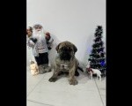 Preca Canario Kanarska doga štenci