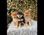 Shiba Inu stenci