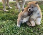 Dva mužijaka Akita Inu