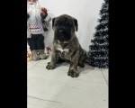 Preca Canario Kanarska doga štenci