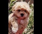 Preslatke bebice MALTIPOO  