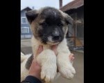 Americka Akita