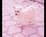 Maltipoo pudla