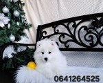 Samojed ženke