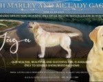 Labrador retriver ženka na prodaju