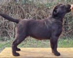 Labrador retriver čokoladni štenci
