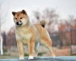 Shiba Inu 