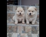 Chow chow