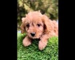  Cavapoo- kavapoo (cavalier + toy pudla)