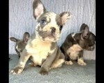 Francuski Buldog štenci