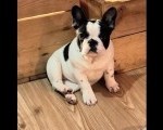 Francuski Buldog štenci