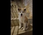 Japanska Akita žensko štene