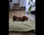 Patuljaste PUDLE crvene, 