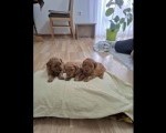 Patuljaste PUDLE crvene 