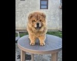 Na prodaju stene Chow Chow staro tri meseca 