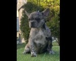 Francuski buldog prelepe zenke