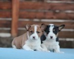 Basenji stenci povoljno