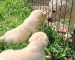 Prelepi, čistokrvni štenci labradora 