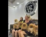 Pomeranac prelepi štenci