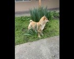 Šampionsko leglo Shiba inu