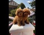 Crvene toy PUDLE