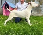 Dogo Argentino