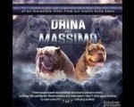 American bully micro size (exotic) stenci