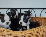 Boston terrier stenci