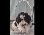 Dostupno novo leglo LAGOTTO ROMANJOLO 