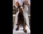 Doberman muško štene