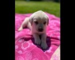 Labrador stenci